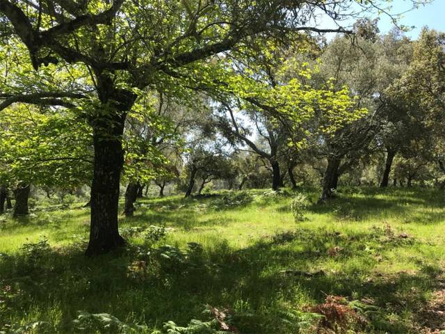 Terreno en Venta en Calle San Marcos, 5 en Calera de León