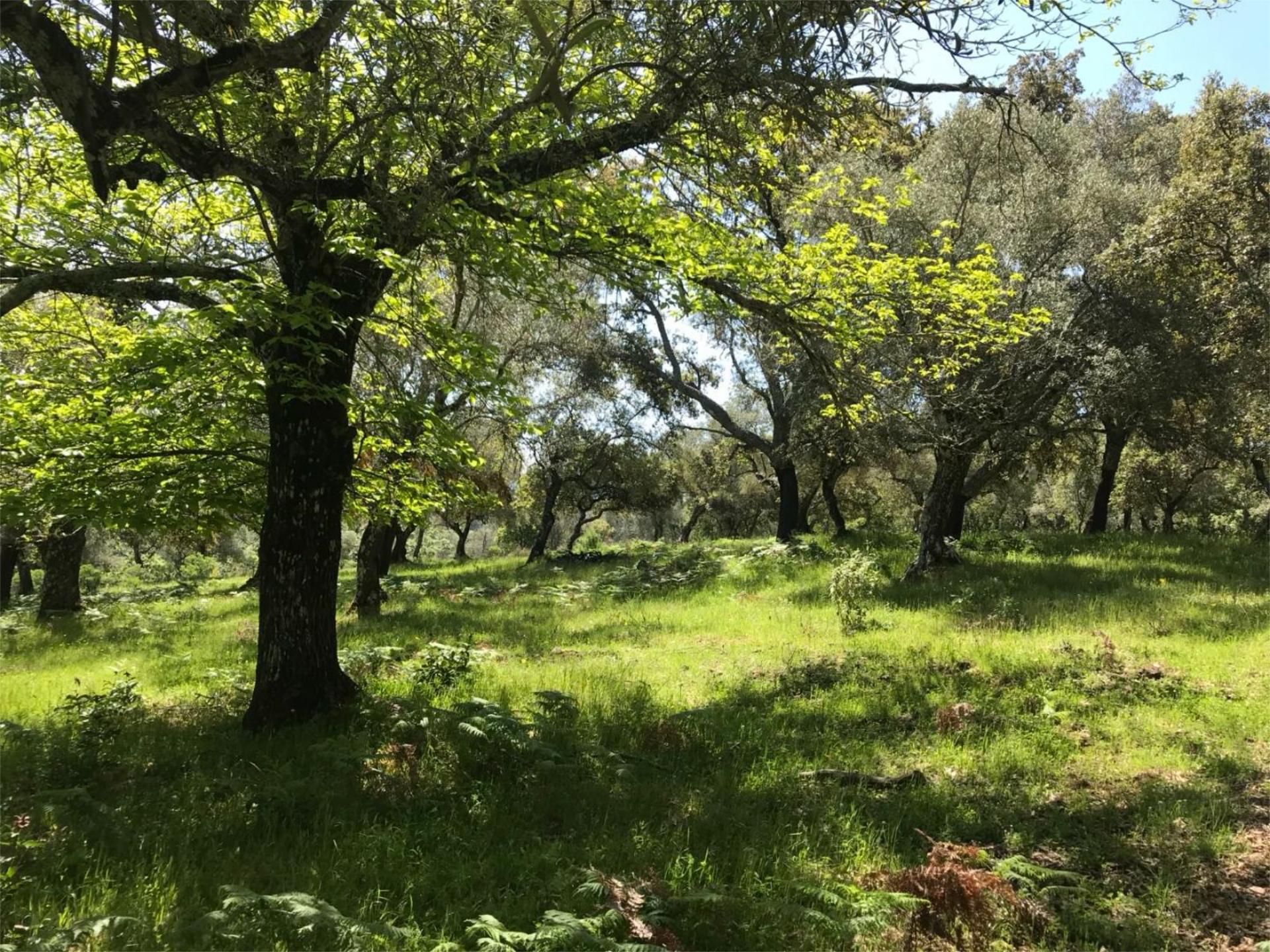 Land for sale in Calera de León