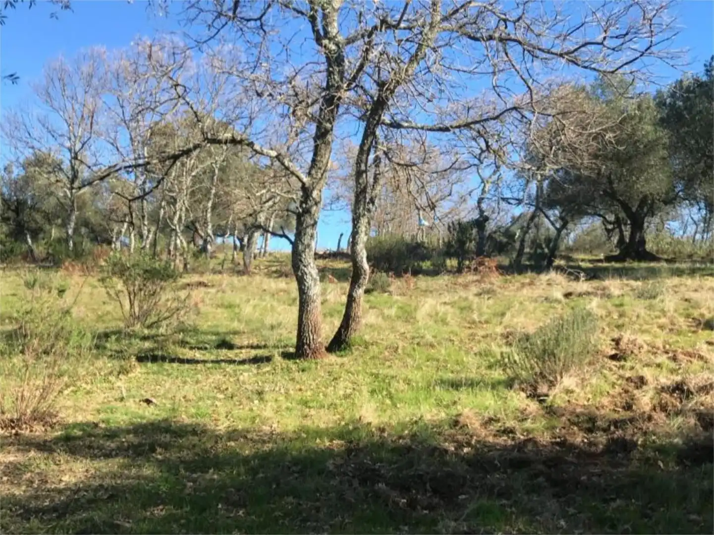 Land for sale in Calle San Marcos, 5, Calera de León Land for sale in Calera de León
