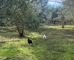 Land for sale in Talavera de la Reina