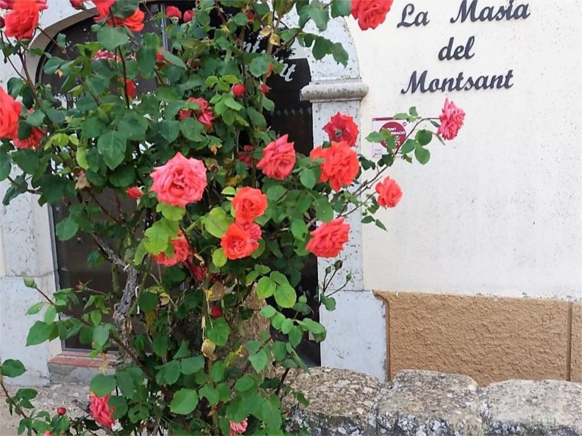 Exterior view of House or chalet for sale in Cornudella de Montsant  with Terrace and Balcony