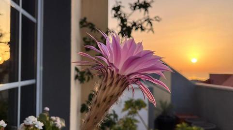 Foto 2 de Àtic per a compartir a Calle de Arabia, 29, Vistabella - Villa Benitez - Ballester, Santa Cruz de Tenerife