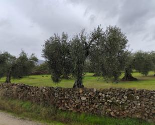 Garden of Land for sale in Torre de Santa María