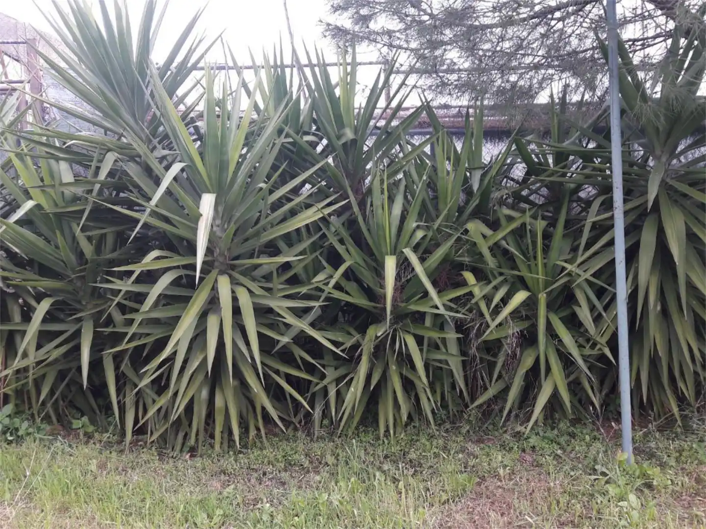 Jardí de Casa o xalet en venda en Cáceres amb Aire condicionat, Jardí privat i Terrassa