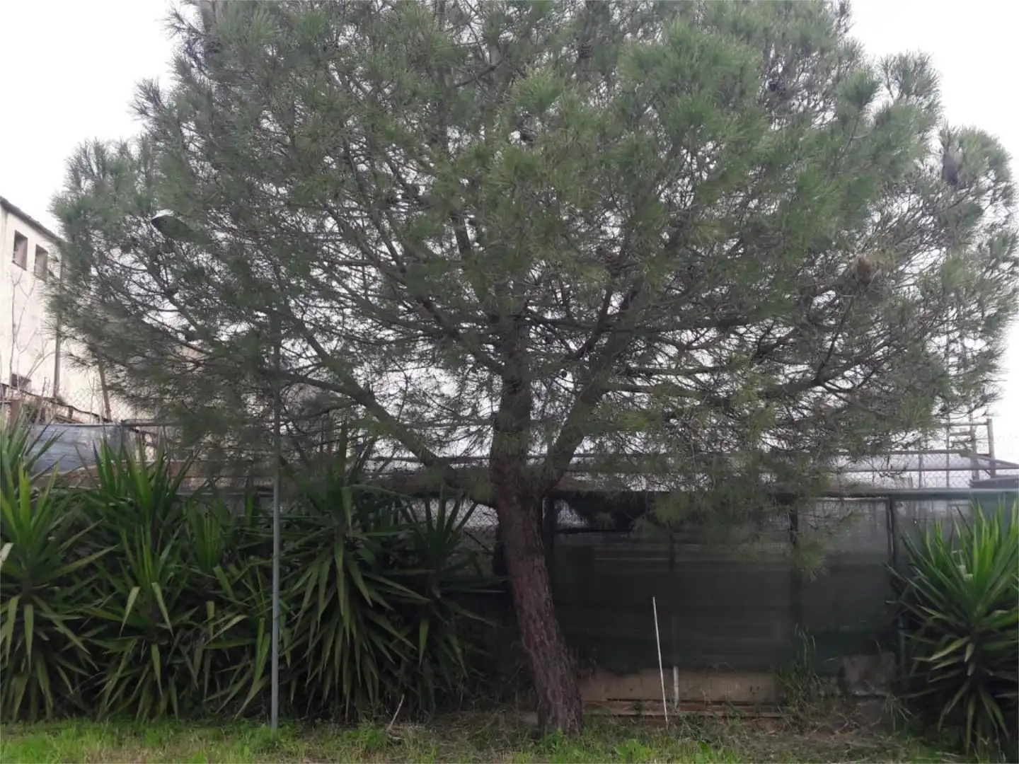 Jardí de Casa o xalet en venda en Cáceres amb Aire condicionat, Jardí privat i Terrassa