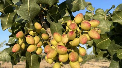 Terreno en venta en Calle Arroyo Alto, 3, Polán, Toledo - imagen 3 Foto 3 de Terreno en venta en Calle Arroyo Alto, 3, Polán, Toledo