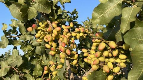 Terreno en venta en Calle Arroyo Alto, 3, Polán, Toledo - imagen 4 Foto 4 de Terreno en venta en Calle Arroyo Alto, 3, Polán, Toledo