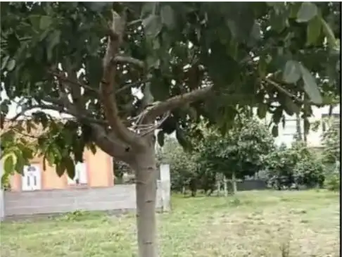 Casa o xalet en venda a Rúa Do Boido, 1, Boimorto Jardí de Casa o xalet en venda en Boimorto amb Terrassa