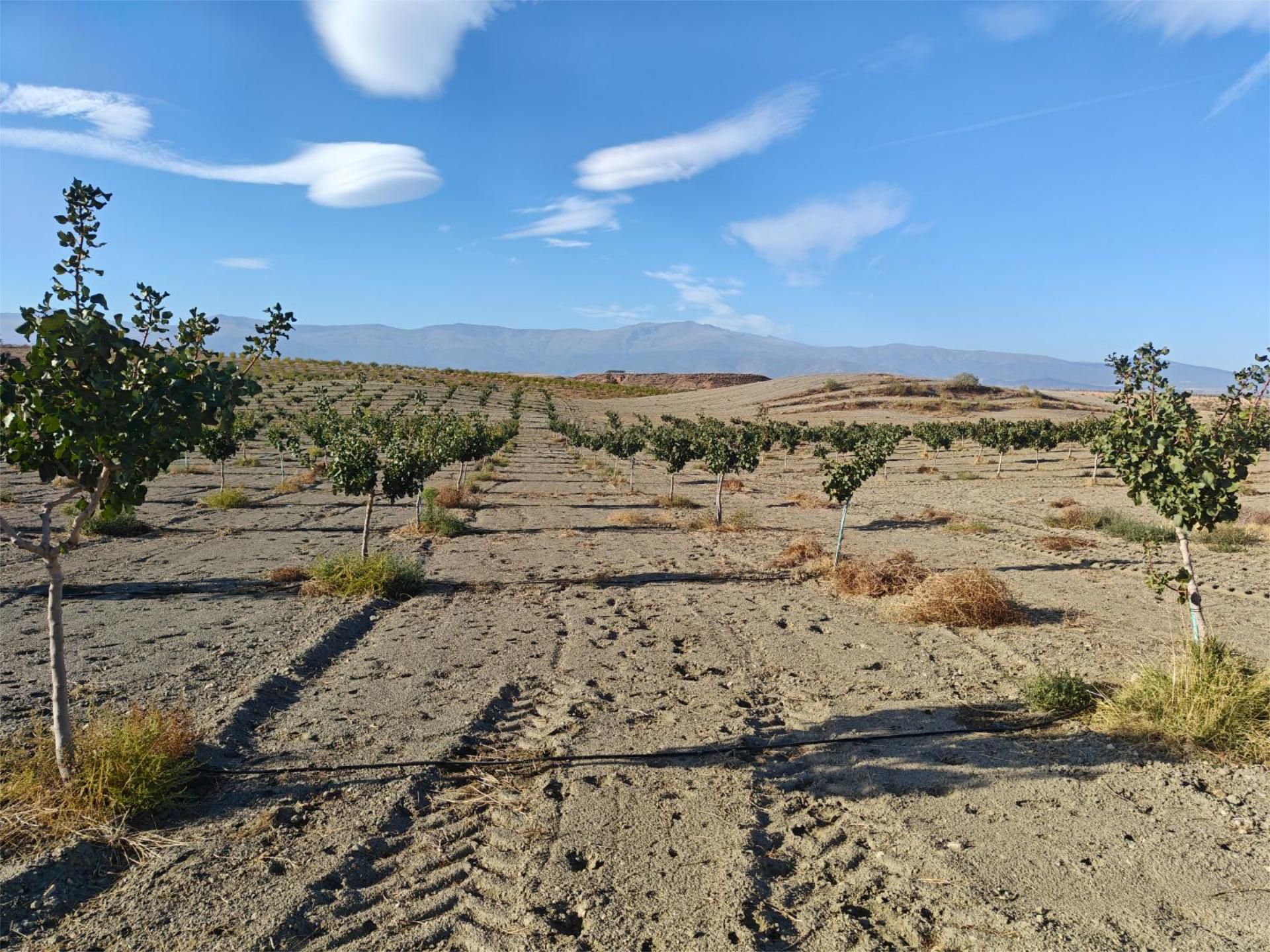Exterior view of Non-constructible Land for sale in Guadix
