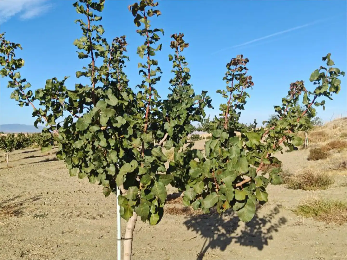 Nicht bebaubares Gelände zum Verkauf in Camino de Gor, 5, Guadix Garten von Nicht bebaubares Gelände zum Verkauf in Guadix