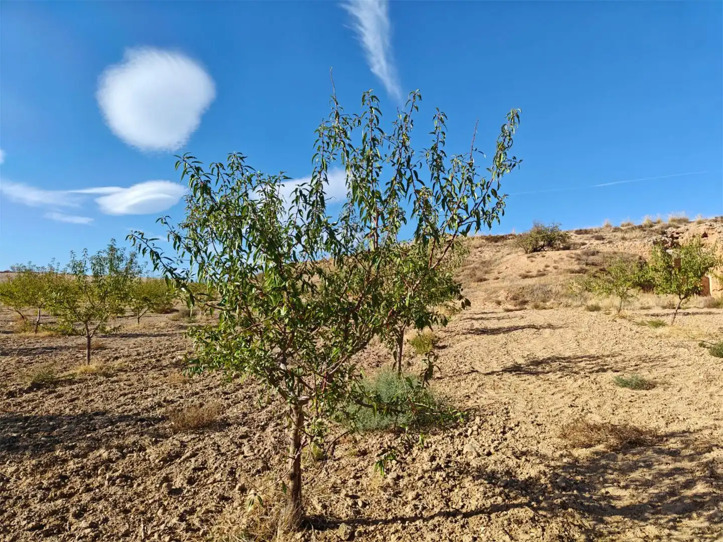 Nicht bebaubares Gelände zum Verkauf in Camino de Gor, 5, Guadix Nicht bebaubares Gelände zum Verkauf in Guadix