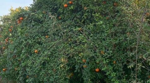 Foto 4 de Finca rústica en venda a Partida Quintanes, 14, Ador, Valencia