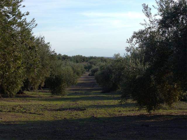 Terreno en Venta en N-323a, 4D en Bailén