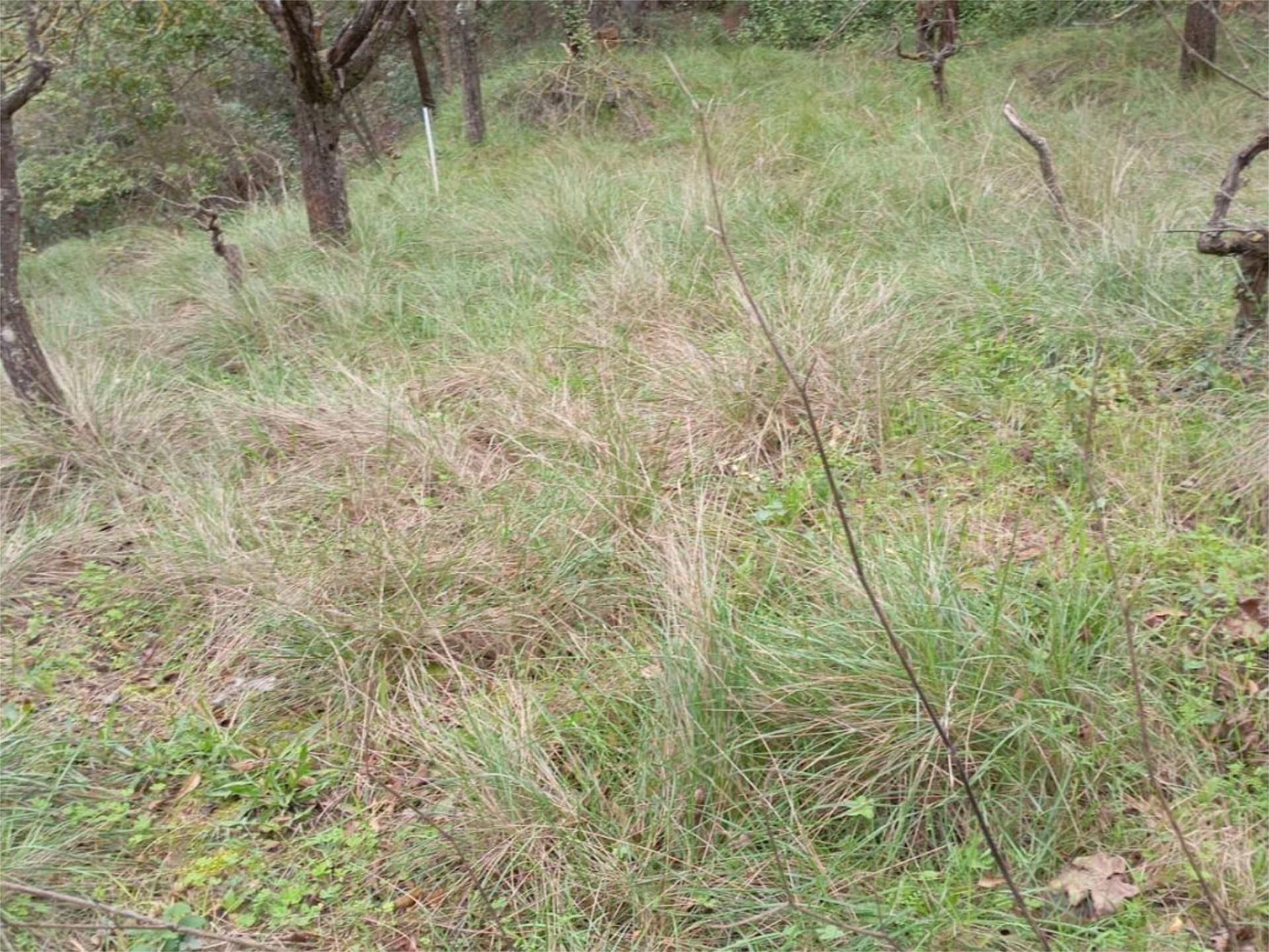 Finca rústica en venta en Gelida