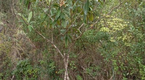 Finca rústica en venta en Avinguda Europa, 23, Gelida, Barcelona - imagen 5 Foto 5 de Finca rústica en venta en Avinguda Europa, 23, Gelida, Barcelona