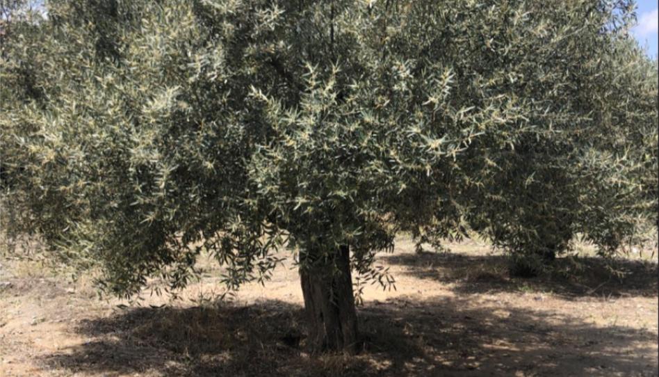 No Urbanitzable en venda a Diseminado Nogalte, 58, Nogalte, Murcia - imatge 1 Foto 1 de No Urbanitzable en venda a Diseminado Nogalte, 58, Nogalte, Murcia