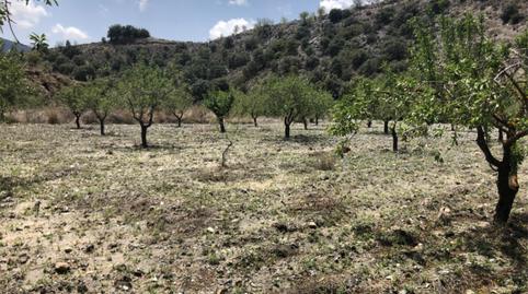 No Urbanitzable en venda a Diseminado Nogalte, 58, Nogalte, Murcia - imatge 5 Foto 5 de No Urbanitzable en venda a Diseminado Nogalte, 58, Nogalte, Murcia