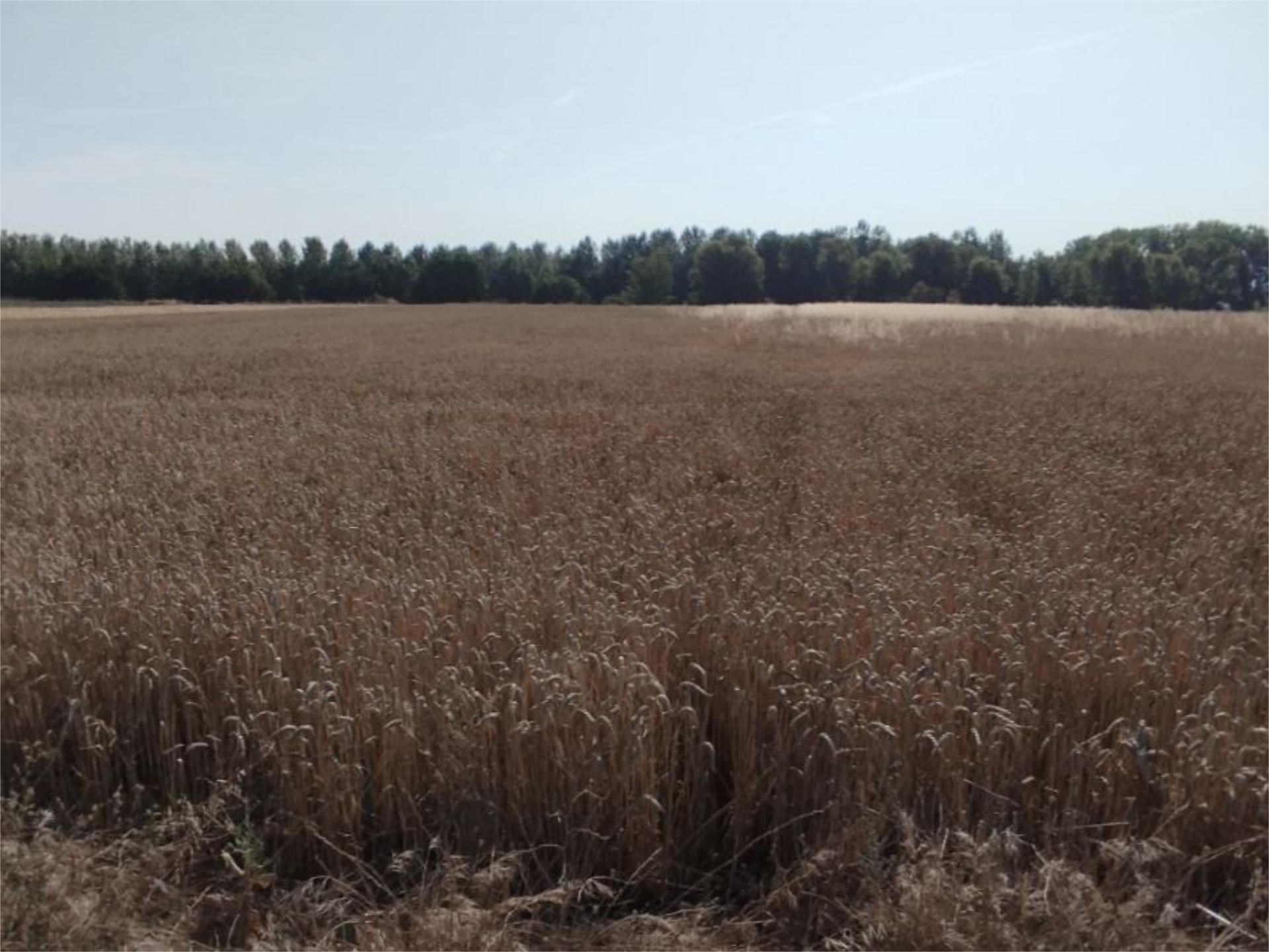 Non-constructible Land for sale in Villamuriel de Cerrato