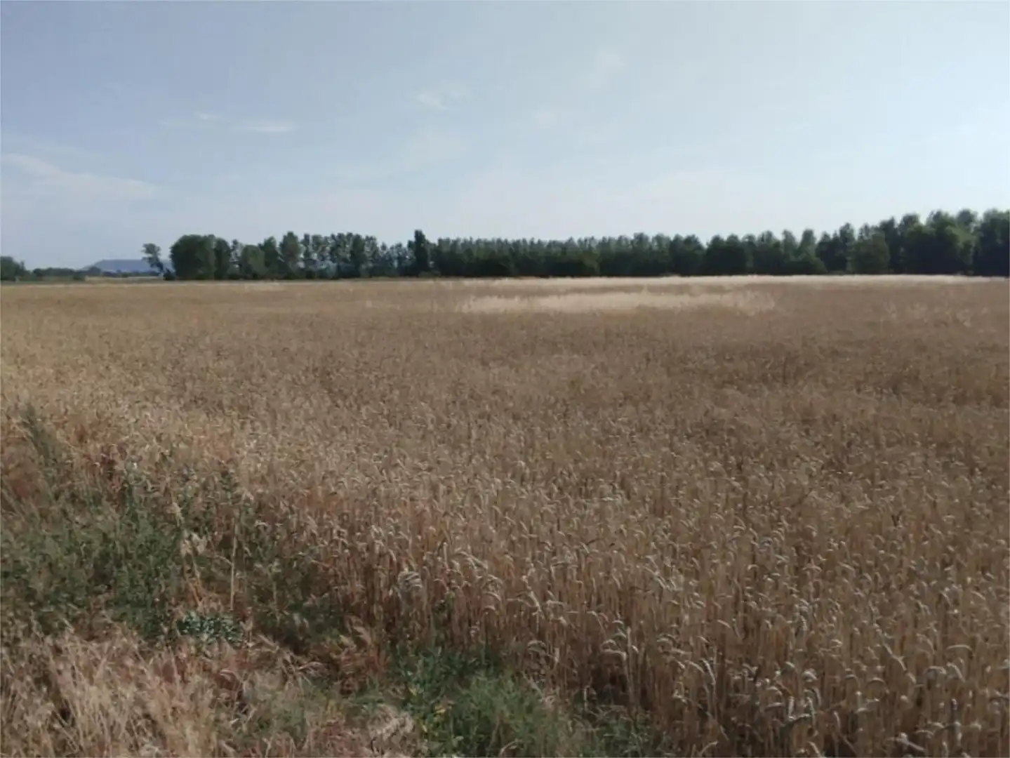 No Urbanizable en venta en Villamuriel de Cerrato