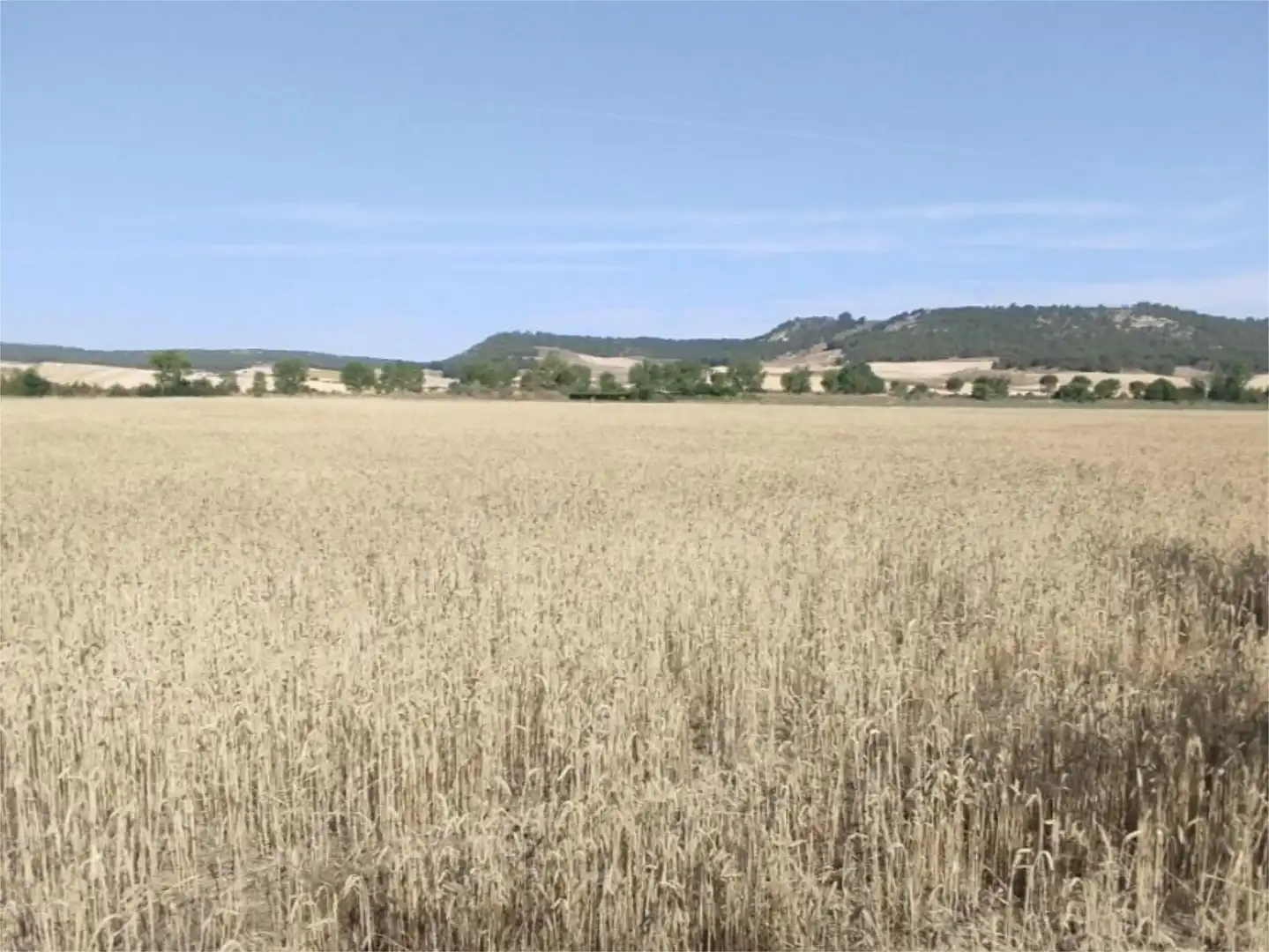 No Urbanizable en venta en Villamuriel de Cerrato