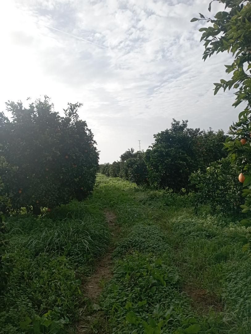 Country house for sale in Santiponce