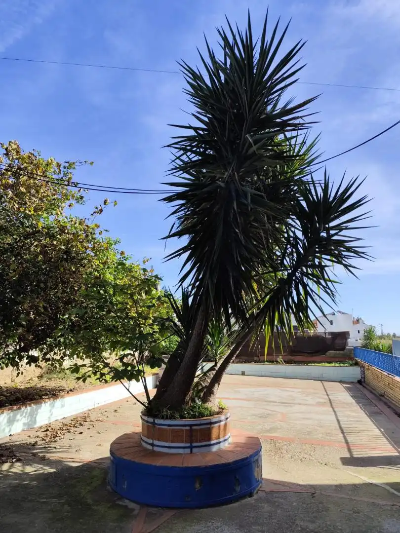 Vista exterior de Casa o xalet en venda en Alcalá de Guadaira amb Aire condicionat, Jardí privat i Terrassa