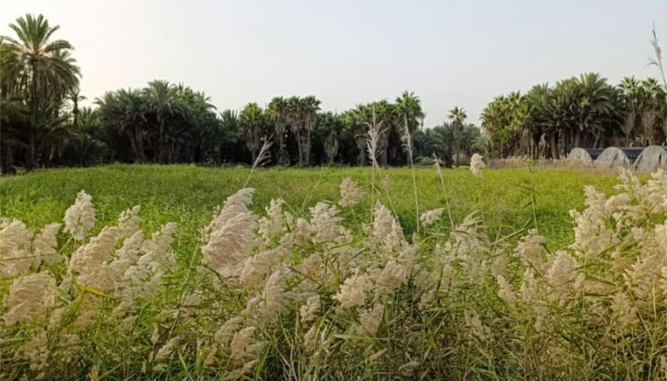 Photo 1 of Non-constructible Land for sale in Partida Algorós, 2047, Algorós - El Derramador, Alicante