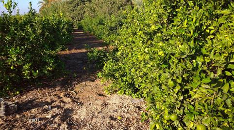 Photo 3 of Non-constructible Land for sale in Calle Duque de Pino Hermoso, 4, Benejúzar, Alicante