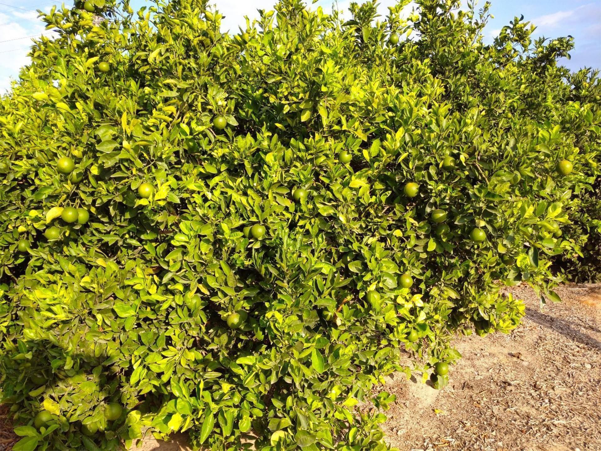 Jardí de No Urbanitzable en venda en Benejúzar