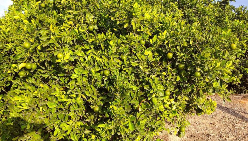 Photo 1 of Non-constructible Land for sale in Calle Duque de Pino Hermoso, 4, Benejúzar, Alicante