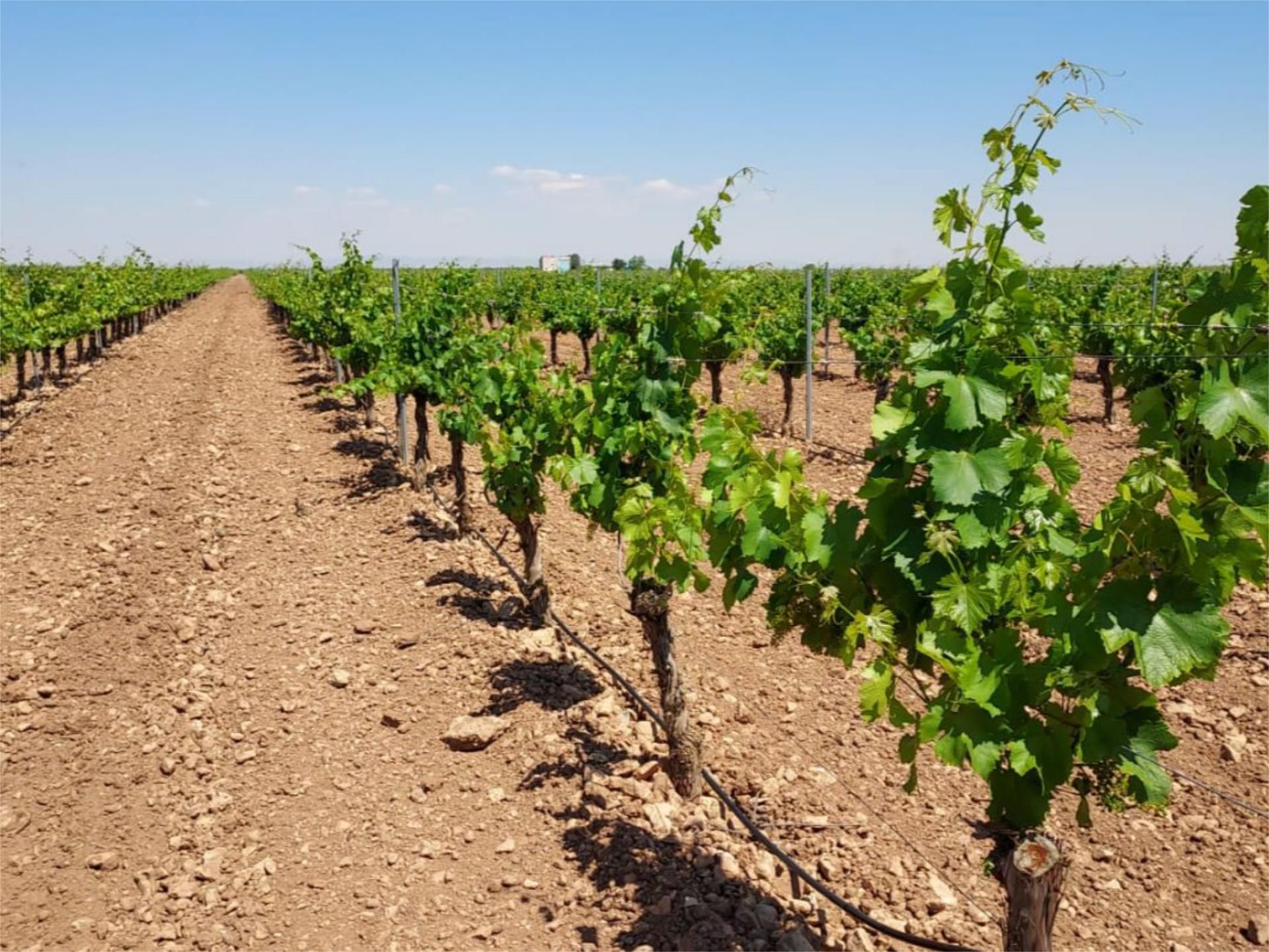 Vista exterior de Finca rústica en venda en Manzanares