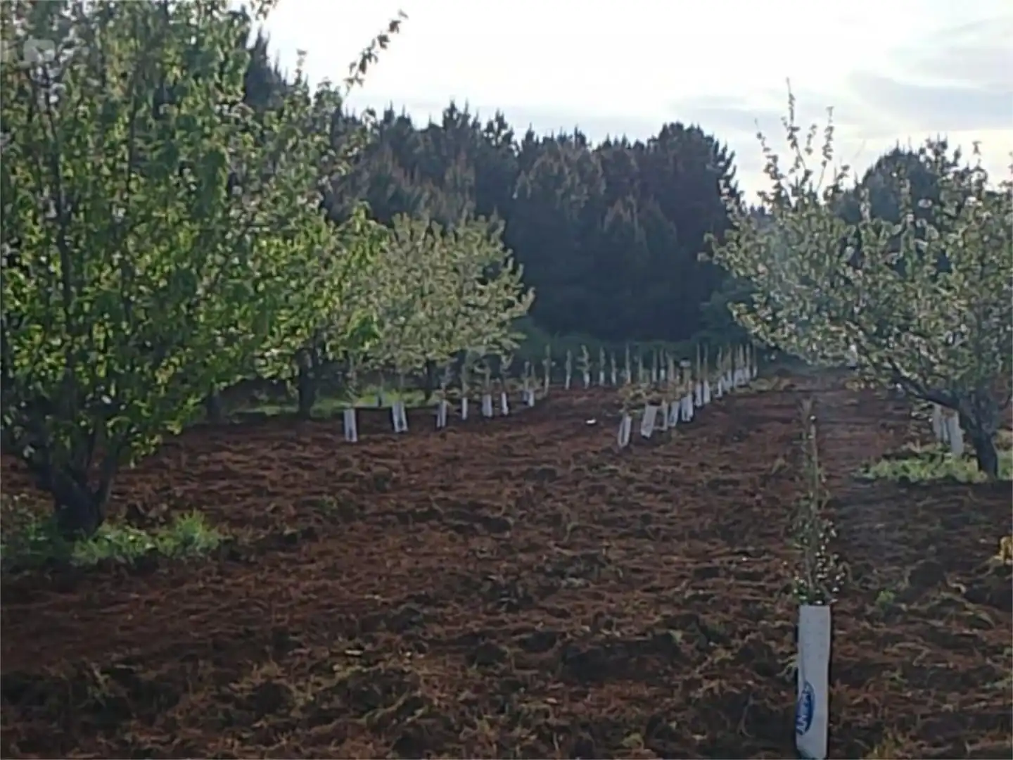 Finca rústica en venda en Torre de Don Miguel