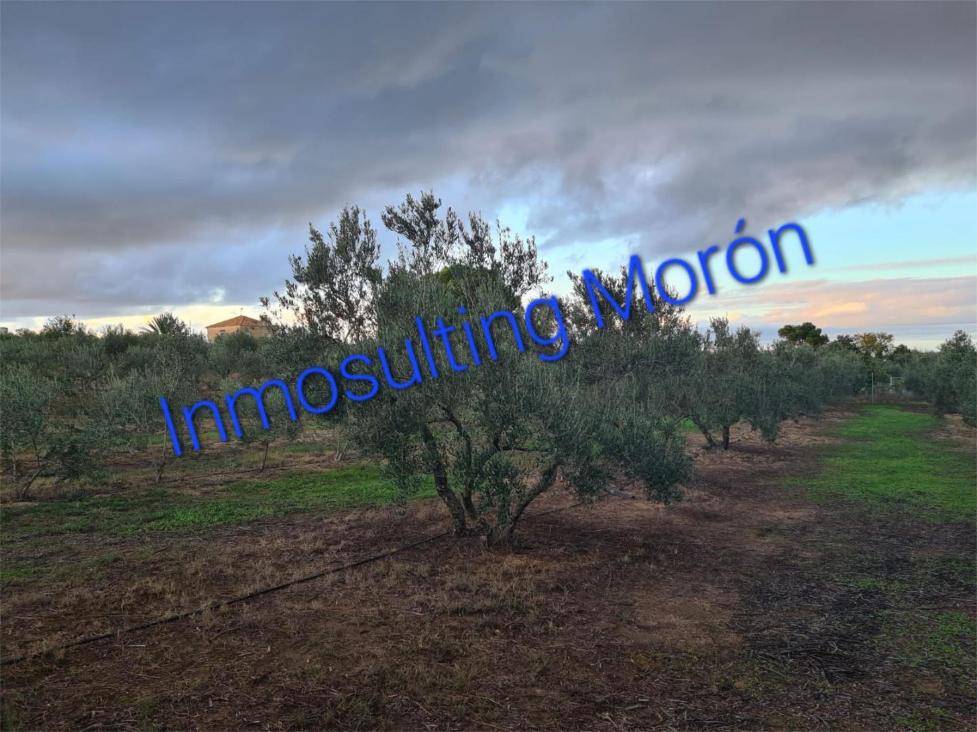 Land for sale in Morón de la Frontera