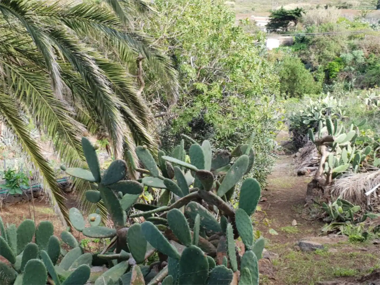 Garden of Country homes for sale in Buenavista del Norte