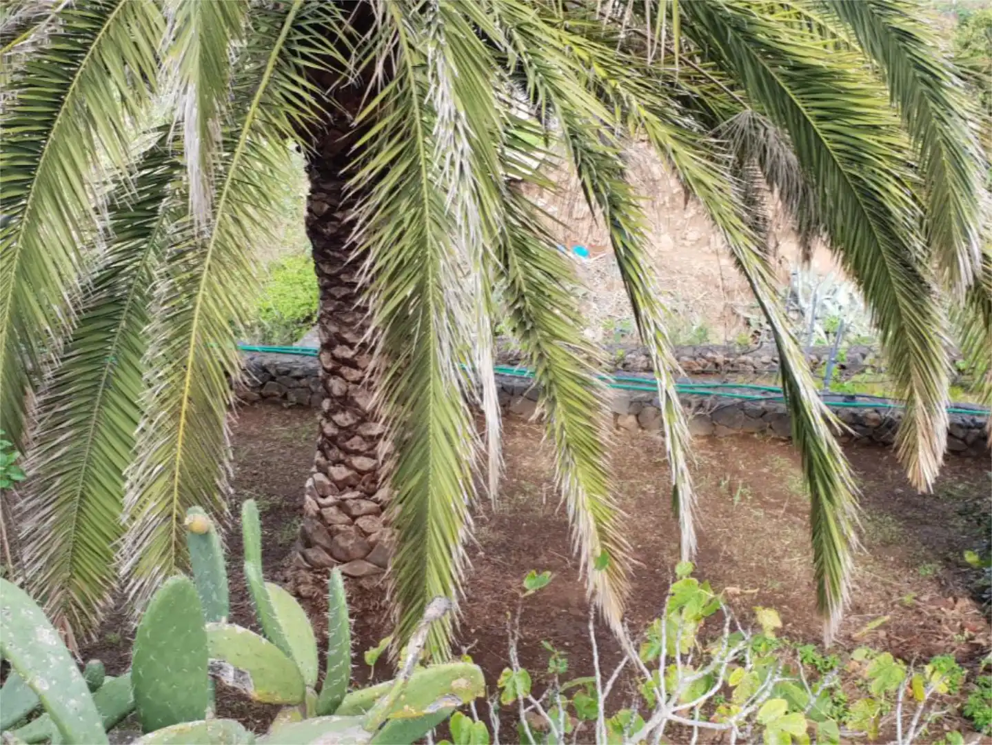 Country homes for sale in Buenavista del Norte