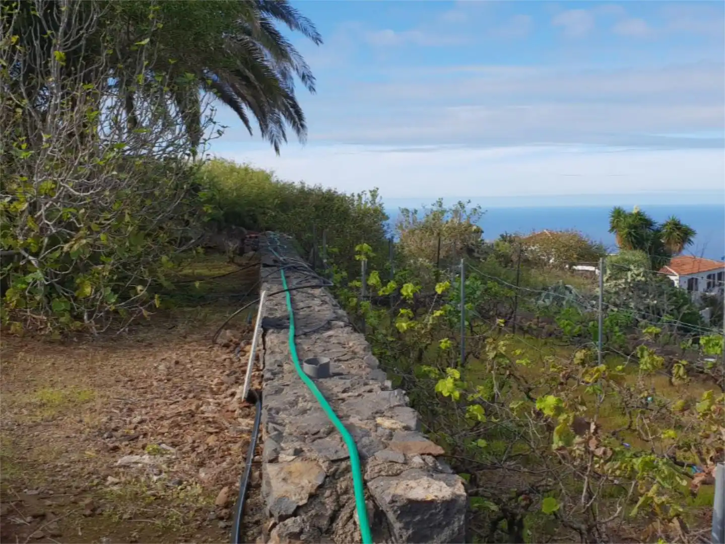Garden of Country homes for sale in Buenavista del Norte
