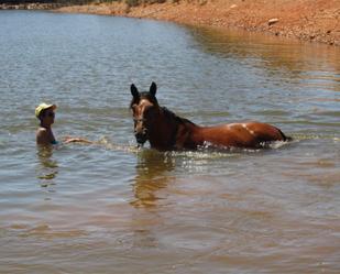 Swimming pool of Country house for sale in Piedrabuena