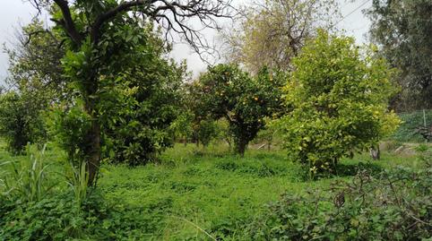 Finca rústica en venda a Carretera Comarcal 441, 1, Carratraca, Málaga - imatge 4 Foto 4 de Finca rústica en venda a Carretera Comarcal 441, 1, Carratraca, Málaga