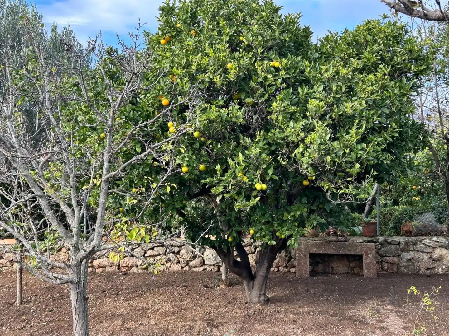 Jardín de Casa o chalet en venta en Campanet con Piscina