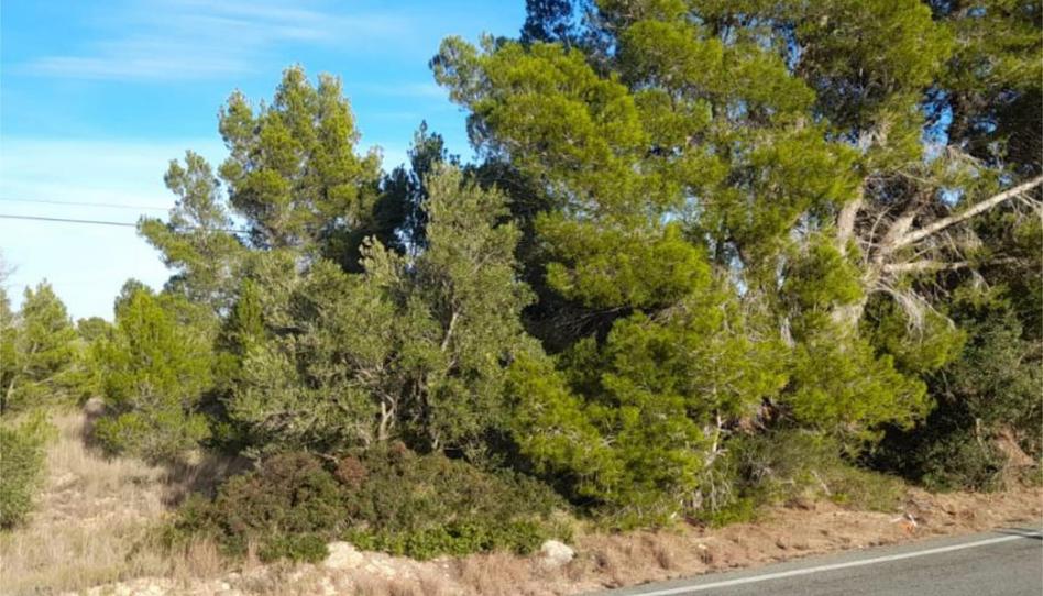 Terreny industrial en venda a Partida Serramoca, 186, L'Ametlla de Mar pueblo, Tarragona - imatge 1 Foto 1 de Terreny industrial en venda a Partida Serramoca, 186, L'Ametlla de Mar pueblo, Tarragona