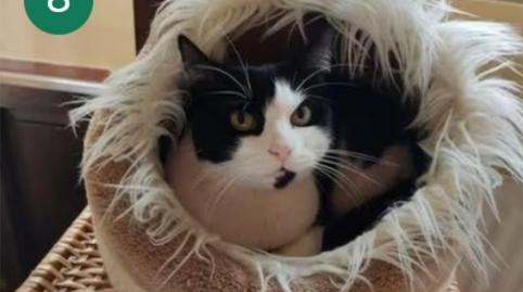 Pis per a compartir a Calle Alcalde Luis Treillard, 2, Salinas, Asturias - imatge 2 Foto 2 de Pis per a compartir a Calle Alcalde Luis Treillard, 2, Salinas, Asturias