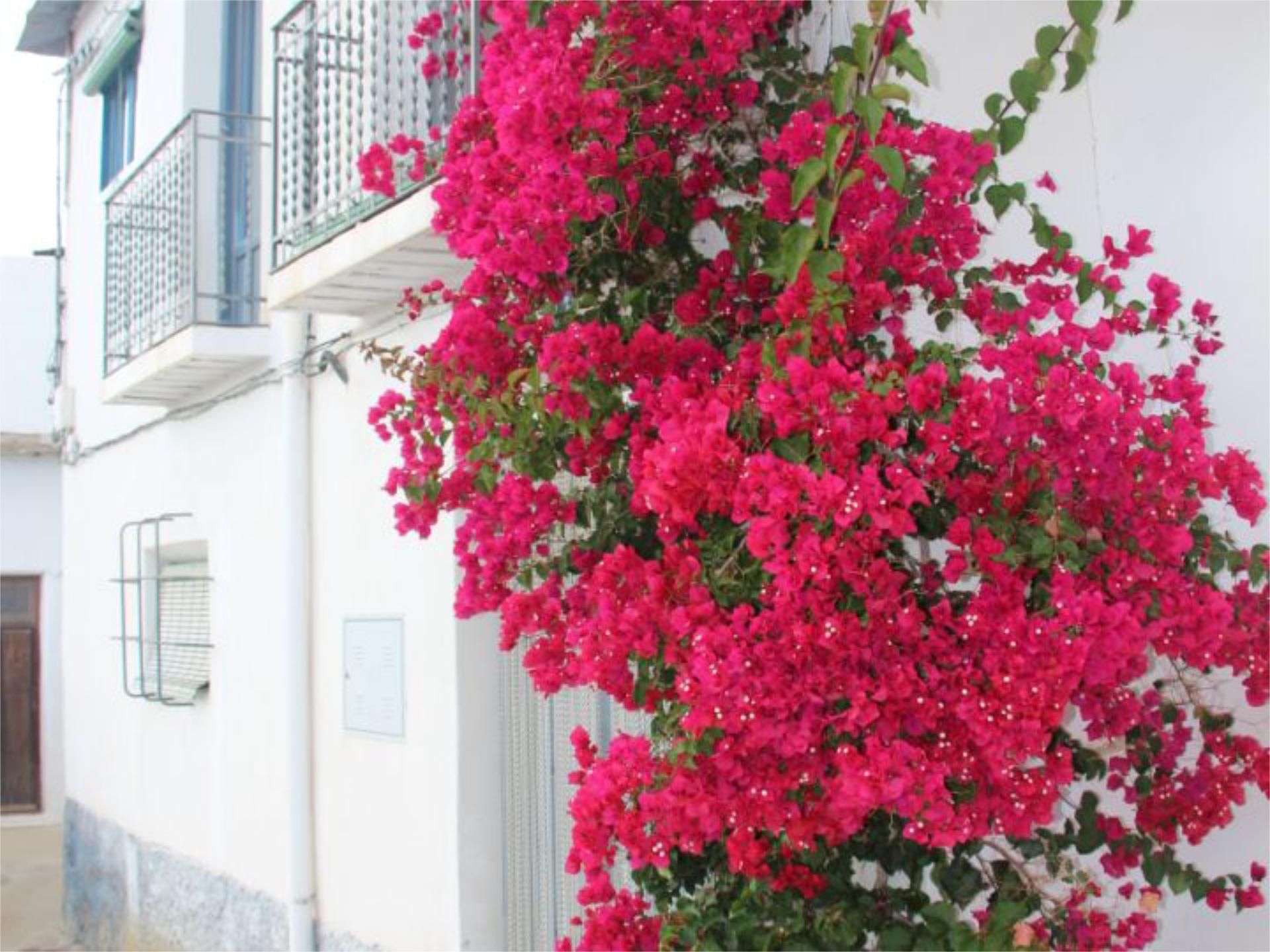 Exterior view of Flat for sale in Nevada  with Private garden, Terrace and Furnished