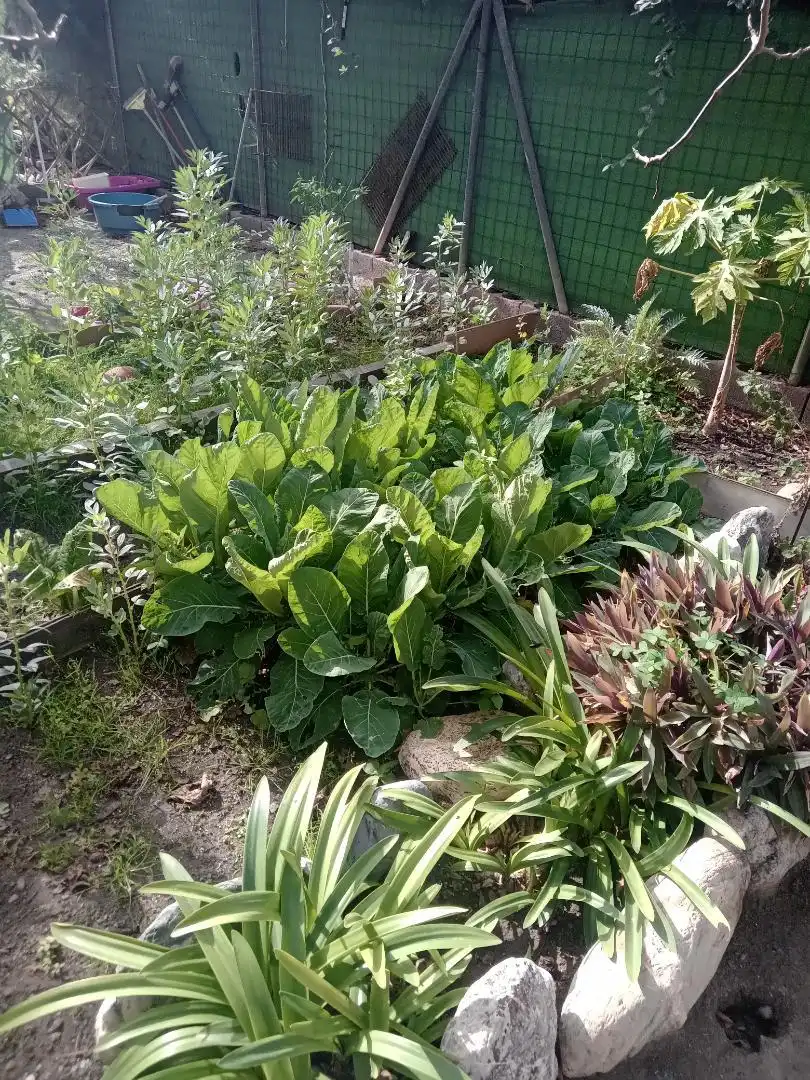 Jardí de Casa o xalet en venda en Adra