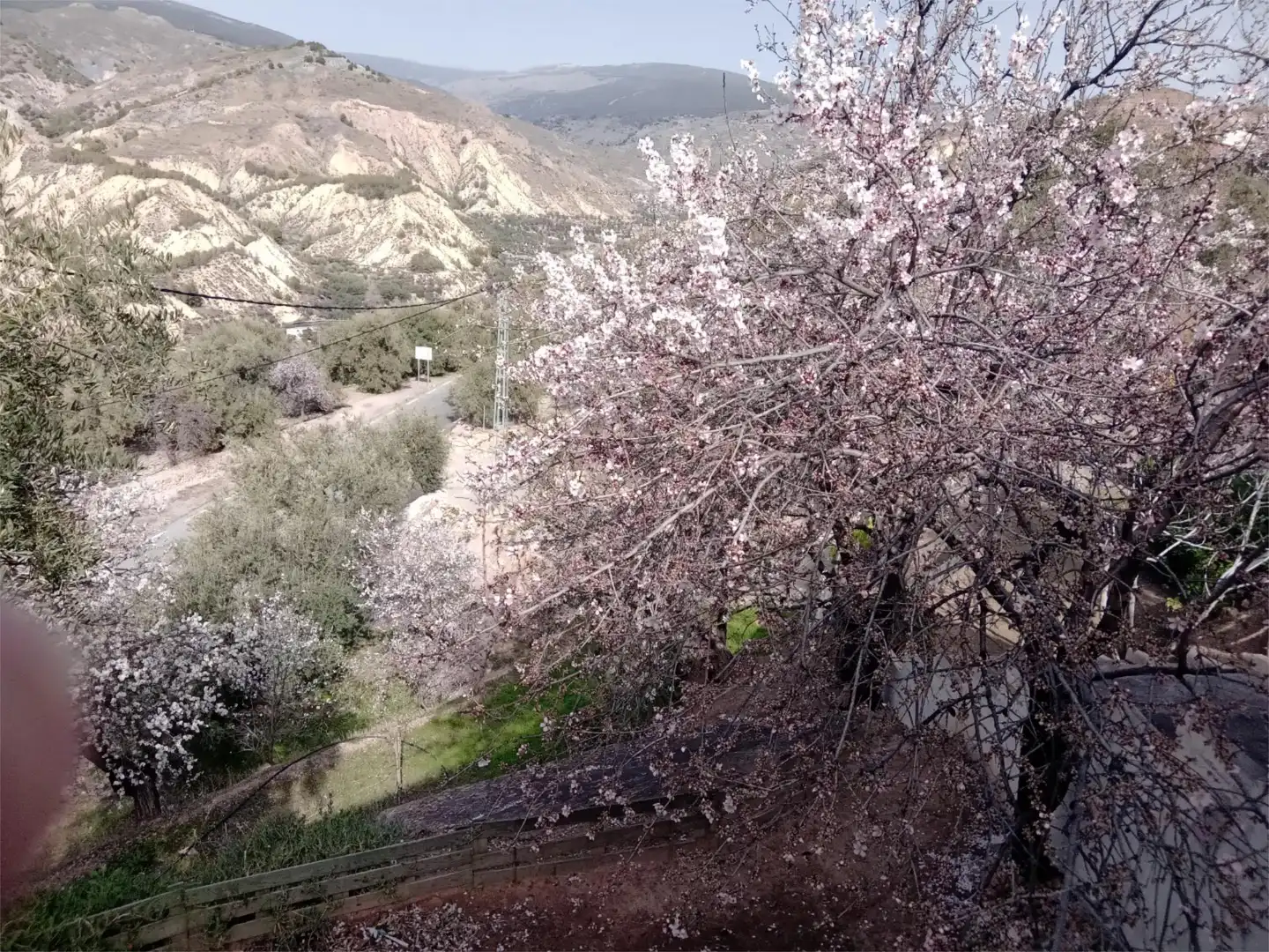 Jardí de Casa o xalet en venda en Alcolea amb Terrassa i Balcó