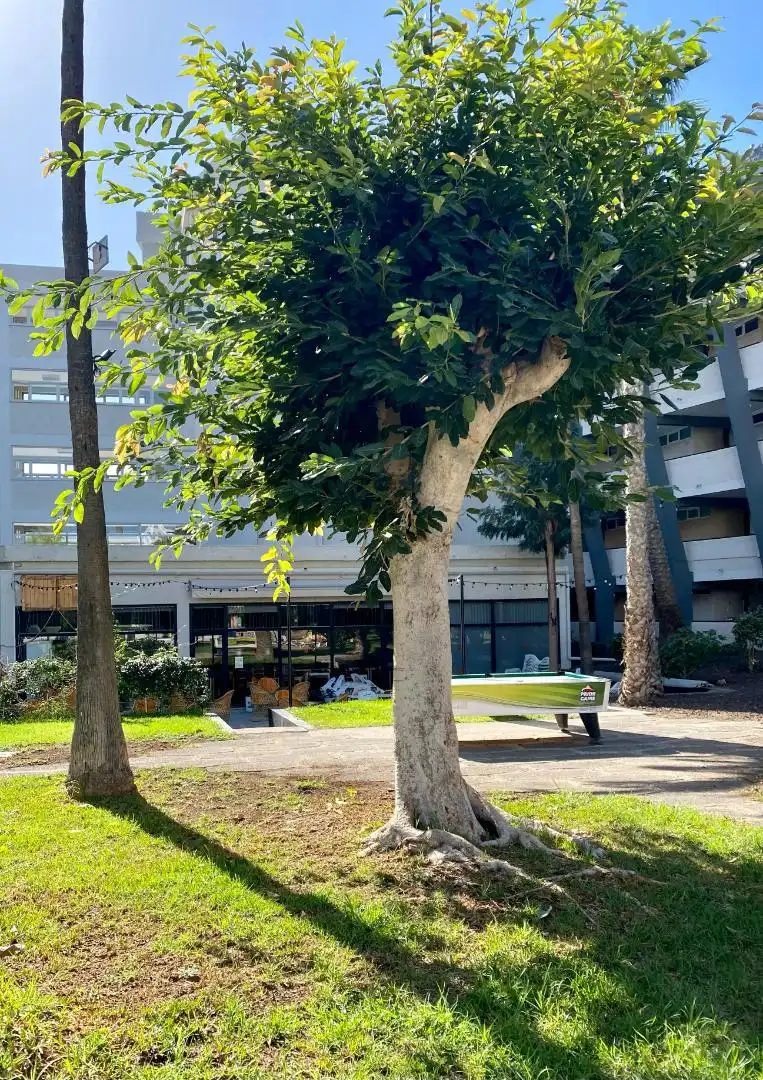 Apartament de lloguer a Calle San Cristóbal de la Laguna, 9, Playa del Inglés