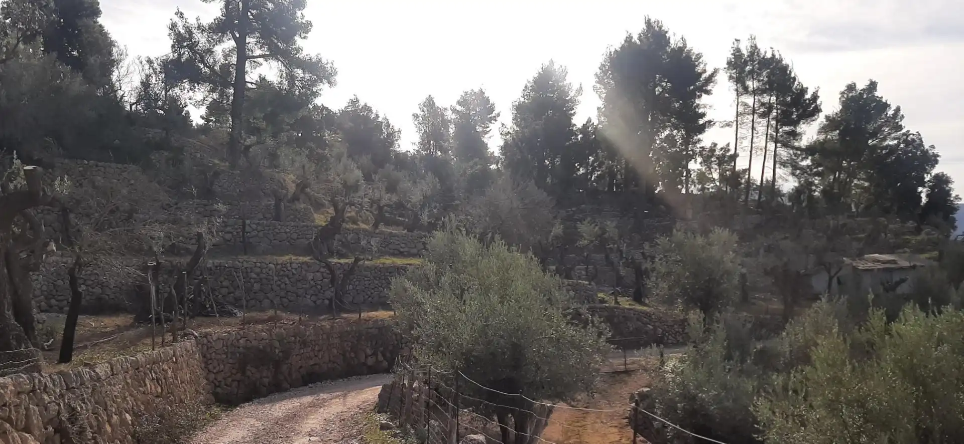 Garten von Grundstücke zum Verkauf in Fornalutx