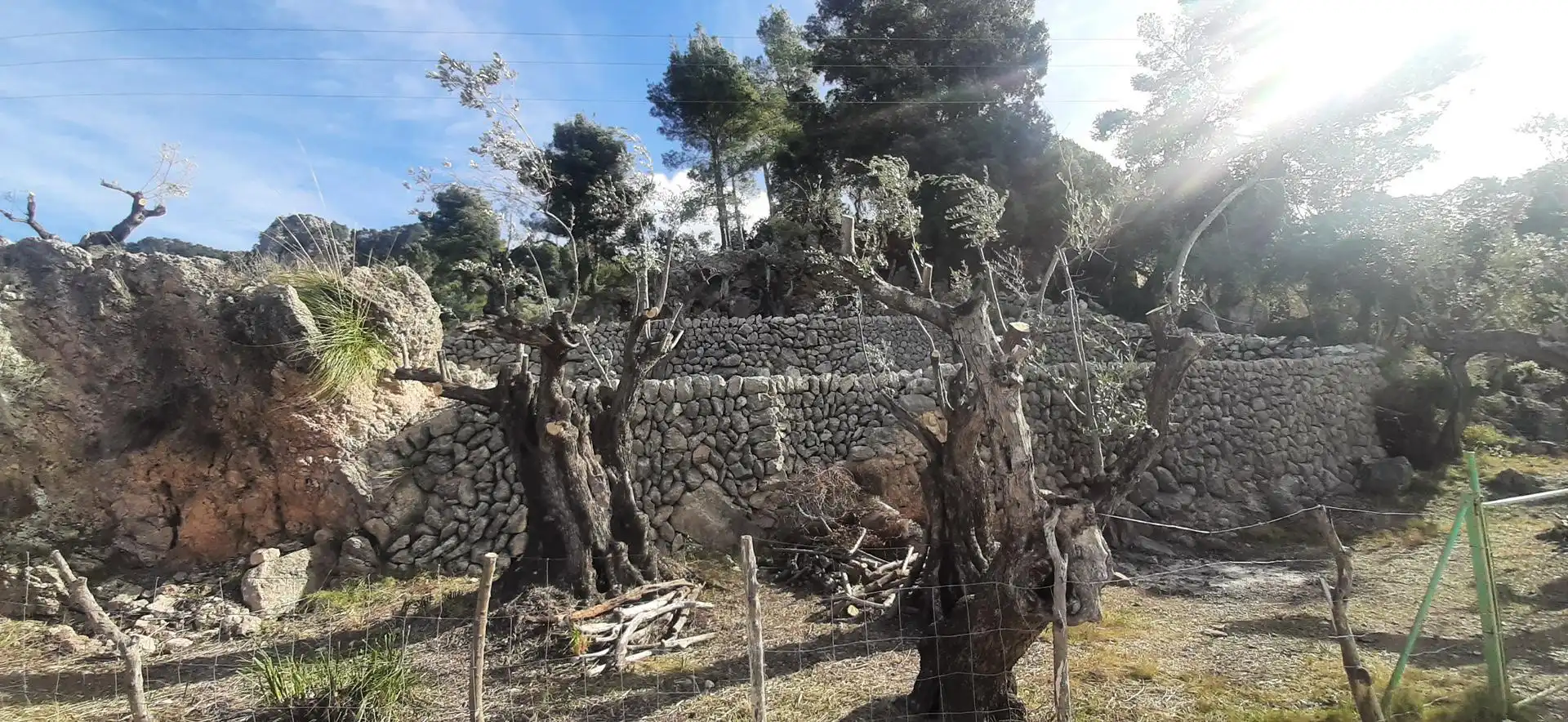 Garten von Grundstücke zum Verkauf in Fornalutx