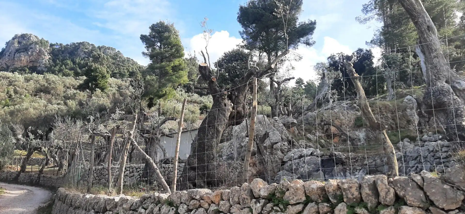 Garten von Grundstücke zum Verkauf in Fornalutx