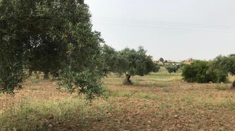 Photo 4 of Flat for sale in Camino de Zalamea, 127, Quintana de la Serena, Badajoz