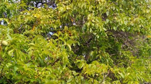 Foto 5 von Grundstücke zum Verkauf in Calle Diseminados, 261, Nerpio, Albacete